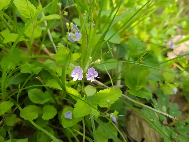 Der persische Ehrenpreis ist ein sehr kleines Blümchen. | Foto: Hans Peter Schmitt