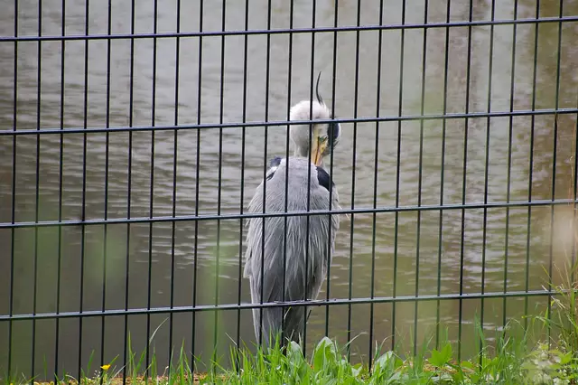 Hinter Gittern | Foto: Heidrun Rosenberger