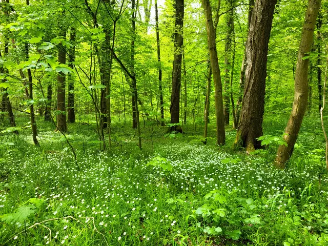 Ganze Flächen im Wald sind jetzt von der kleinen Sternmiere bedeckt. Als Kind haben wir sie zum Muttertag für die Mutter gepflückt. | Foto: Hans Peter Schmitt