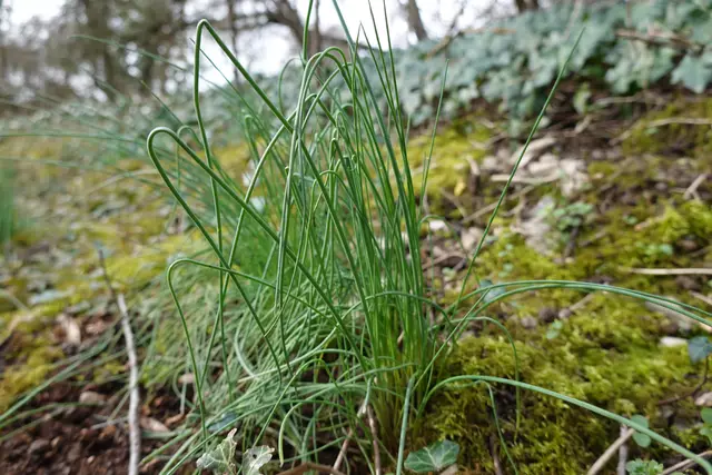 Der wilde Schnittlauch. Ja, den kann man essen und er schmeckt so gut wie der gekaufte. | Foto: Hans Peter Schmitt