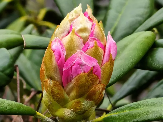 Foto: Heidrun Rosenberger