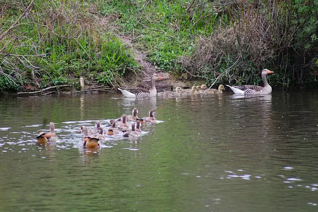 trifft auf Familie Graugans.
Die Tiere tuen sich nichts, schwimmen sich aber aus dem Weg, wobei die Nilgänse dominanter sind.  | Foto: Heidrun Rosenberger
