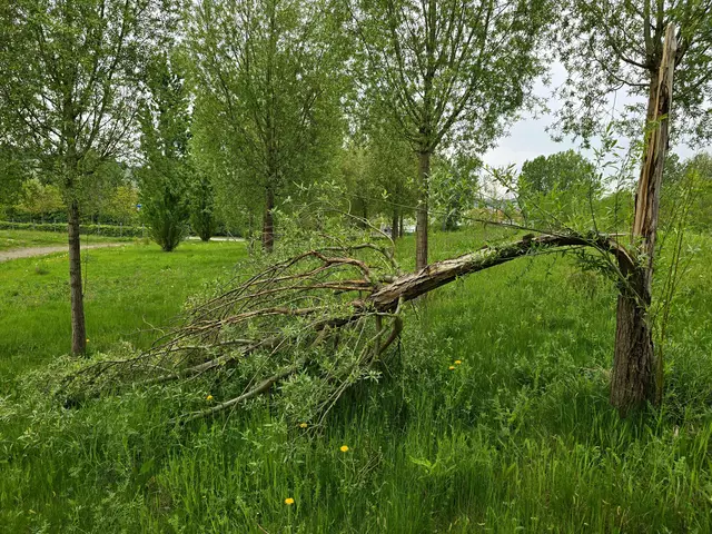 Haltlos gefallen. | Foto: Heidrun Rosenberger