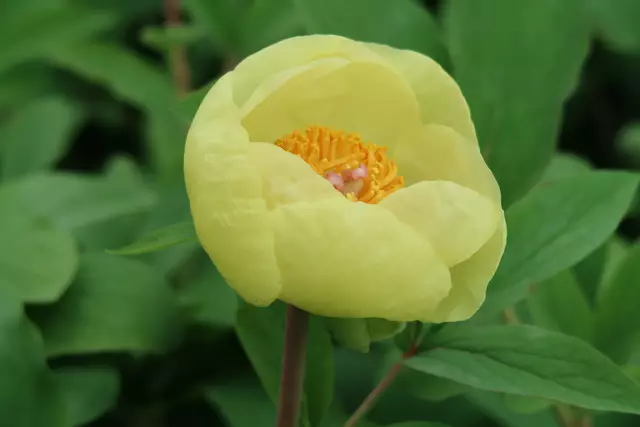 Foto: Eduard Warenik