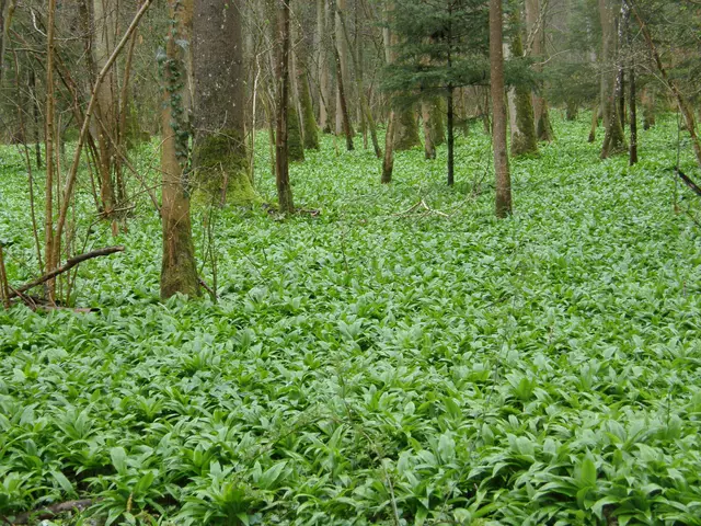 Der Bärlauch. Man sollte ihn nicht mit den giftigen Maiglöckchen verwechseln! | Foto: Hans Peter Schmitt