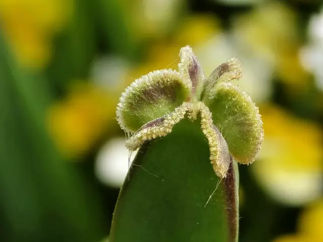 Foto: Heidrun Rosenberger