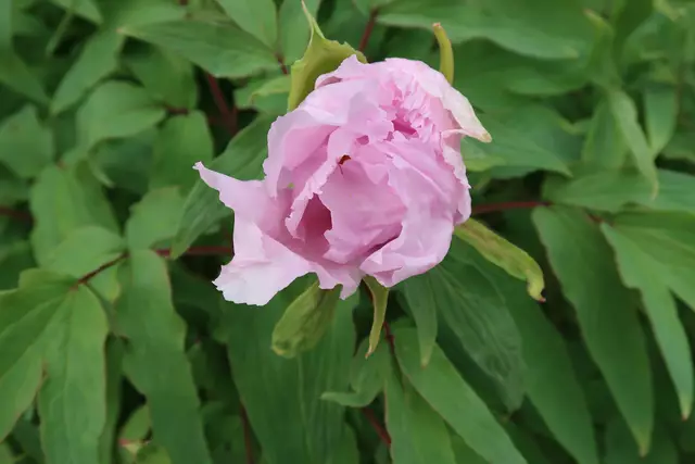 Foto: Eduard Warenik