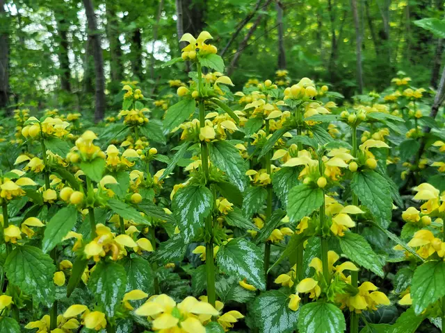 Die Goldnessel | Foto: Hans Peter Schmitt