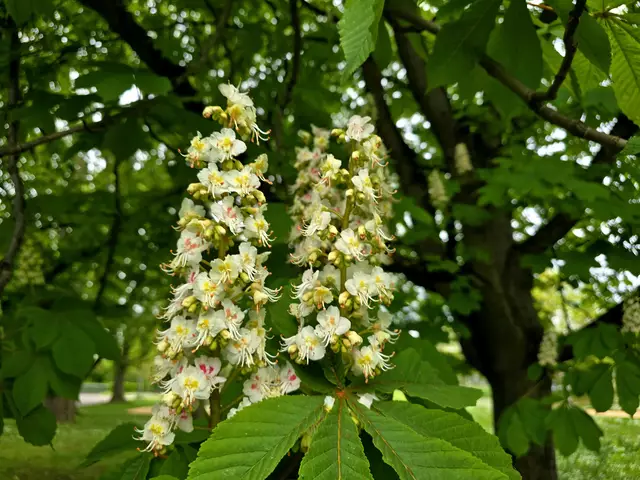 Die Blüte der weissen Rosskastanie | Foto: Heidrun Rosenberger
