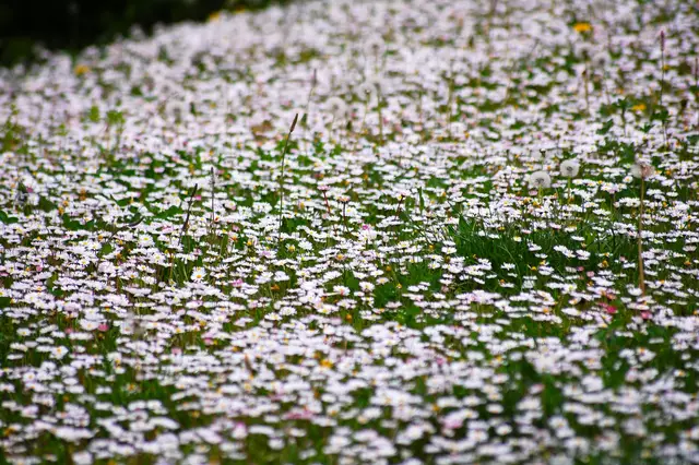 Ein Teppich Gänseblümchen | Foto: Heidrun Rosenberger