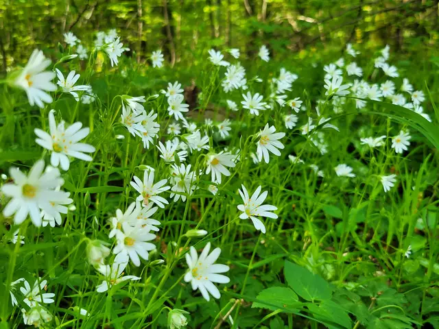 Die kleine Sternmiere. Hübsch anzusehen. | Foto: Hans Peter Schmitt