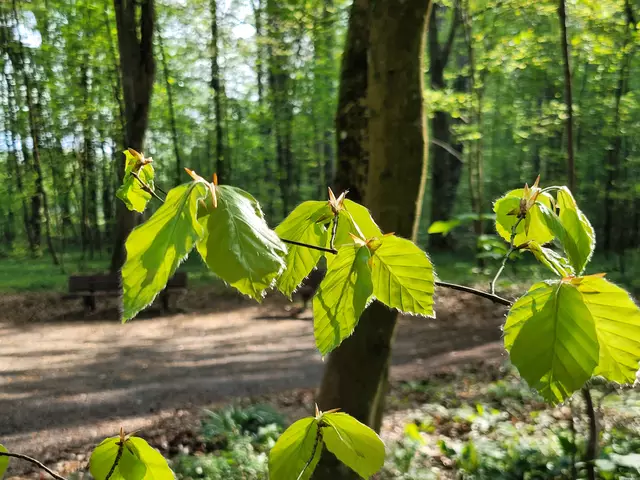 Zartes Grün. Die jungen Blätter der Buche kann man auch essen. Ein Hochgenuss sind sie nicht aber auch nicht ungesund. | Foto: Hans Peter Schmitt