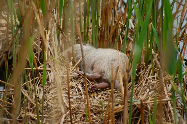 Aber ganz tief weggetreten  | Foto: Heidrun Rosenberger