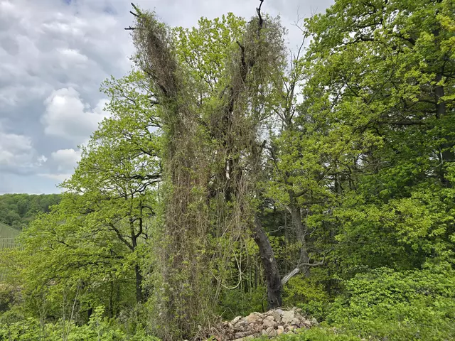 Miteinander verwachsen | Foto: Heidrun Rosenberger