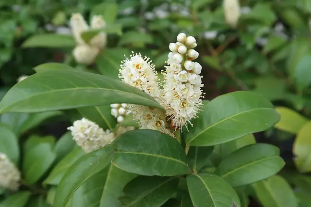 Kirschlorbeer  | Foto: Eduard Warenik