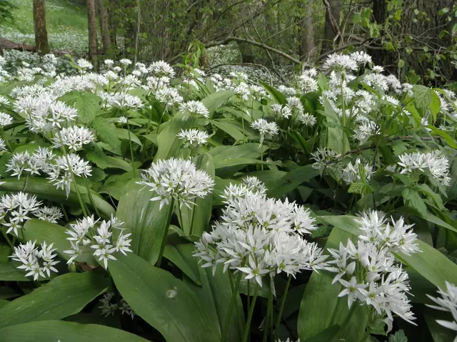 Auch die Blüten schmecken hervorragend. Sie knacken beim Essen und passen wunderbar in den Salat. | Foto: Hans Peter Schmitt