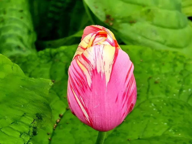 Foto: Heidrun Rosenberger