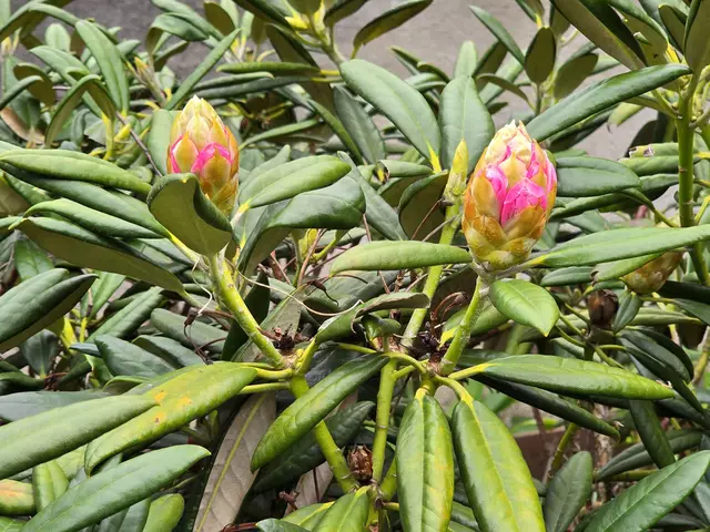 Rhododendron | Foto: Heidrun Rosenberger