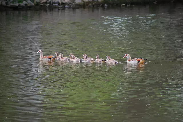 Familie Nilgans ..... | Foto: Heidrun Rosenberger