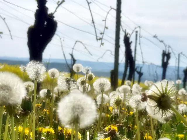 Buntes im Weinberg (Wildenberg Grantschen) | Foto: Moni Bordt