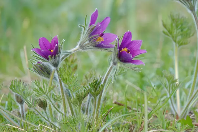 UD | Foto: Uschi Dugulin