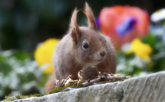 Auch die Hörnchen mögen es "bunt" ; hier vor einem frisch eingepflanzten Grab | Foto: Moni Bordt