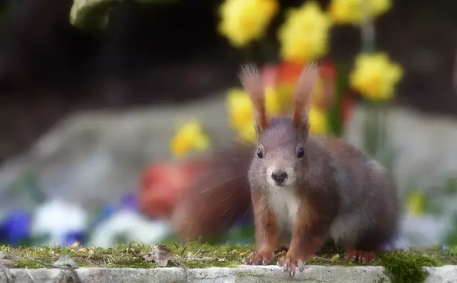 Frische Grabbepflanzung - das beweist die Nase des Hörnchens.... | Foto: Moni Bordt