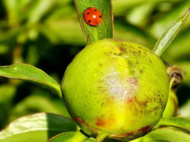 Foto: Heidrun Rosenberger