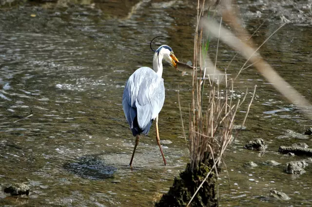 Wow, ein super Fang. Das ging so schnell, ich konnte den Fangvorgang selbst nicht fotografieren. | Foto: Daniela Somers