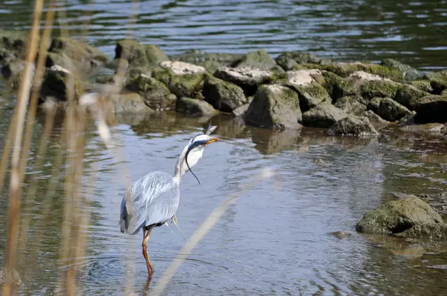 Ein letztes Drehen und der Fisch verschwindet im Rachen. | Foto: Daniela Somers