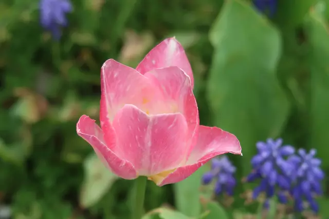 Foto: Eduard Warenik