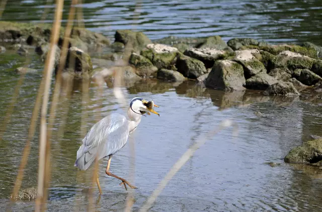 Auch dieser Fisch muss gedreht werden. | Foto: Daniela Somers