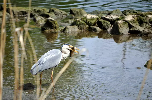 Bei so einem großen Fisch, da hatte der Graureiher schon zu kämpfen. | Foto: Daniela Somers