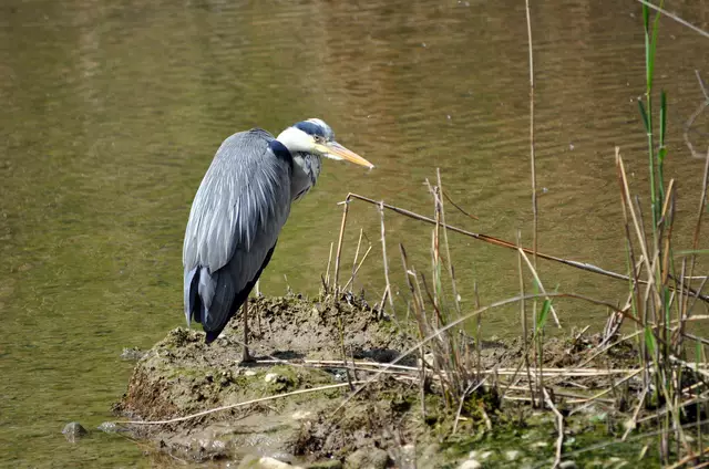 So, anscheinend ist der kleine Vielfrass nun mal eine Weile satt. | Foto: Daniela Somers