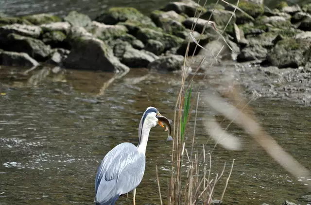 So langsam hat er den Fisch in der richtigen Lage um ihn schlucken zu können. | Foto: Daniela Somers