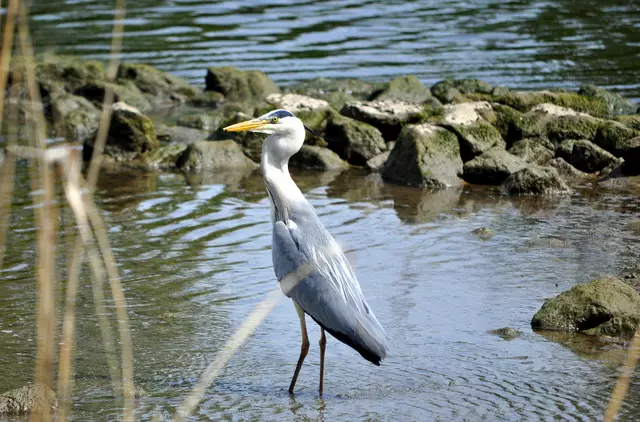 Dann ging es ganz schnell. Fisch war in der richtigen Postion und wurde gleich im ganzen geschluckt. Man sieht den verformten Hals. Da steckt noch der Fisch drin. | Foto: Daniela Somers