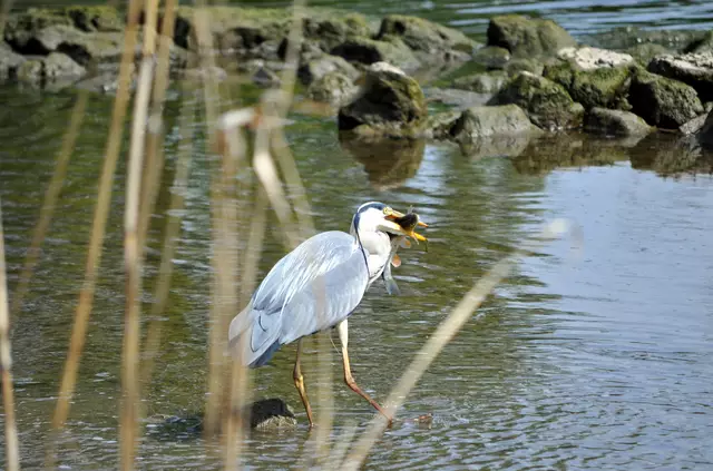 Alles garnicht so einfach. Der Fisch ist ja auch klitschig. | Foto: Daniela Somers