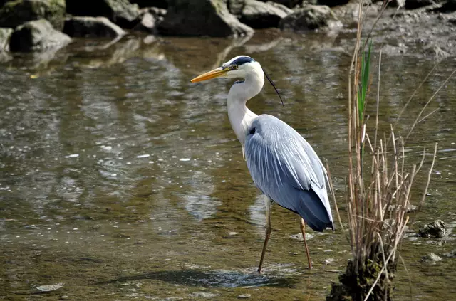 Aber anscheinend war es noch nicht genug. Er hat weiter intensiv das Wasser beobachtet. | Foto: Daniela Somers