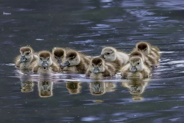 9 süße Nilgans Küken schwimmen um die Wette.....aber da fehlt doch noch ein Küken !? | Foto: c uschipohl