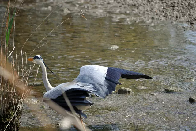 Und schon nach kurzer Zeit hat er sich auf den nächsten Fisch gestürzt. | Foto: Daniela Somers