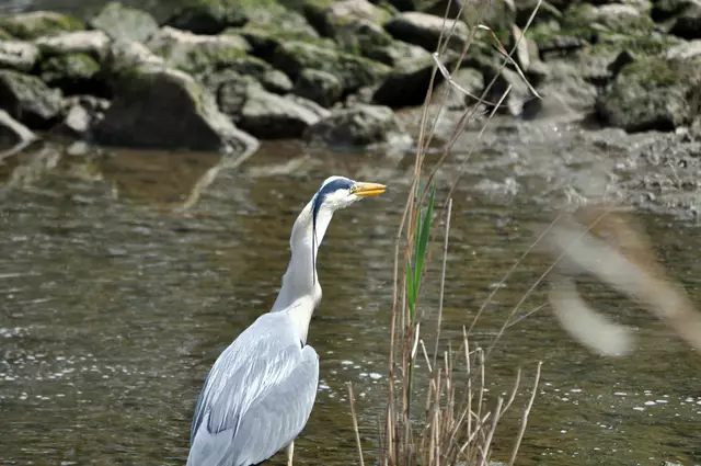 Hier sieht man deutlich wie verformt der Hals noch ist. Da muss er noch ein paarmal schlucken bis der Fisch nach unten rutscht. | Foto: Daniela Somers
