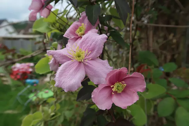 Foto: Eduard Warenik