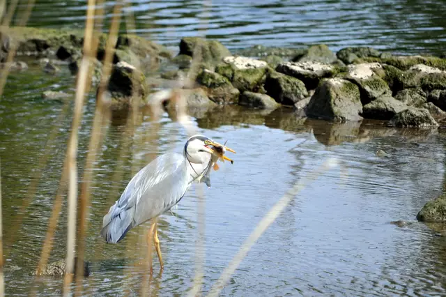 Auch hier war die Jagt erfolgreich. Und der Fisch nicht viel kleiner als zuvor. | Foto: Daniela Somers