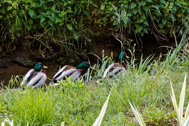 Rück mir nicht so auf die Pelle! | Foto: WKY