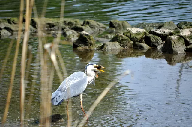 Immer wieder versucht er den Fisch richtig zu drehen. | Foto: Daniela Somers