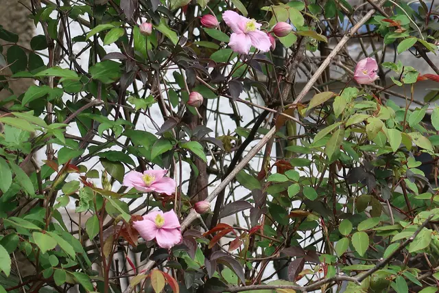 Foto: Eduard Warenik