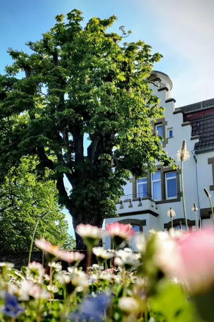 Die Kastanie jetzt - Frühlingspracht 2025 | Foto: privat