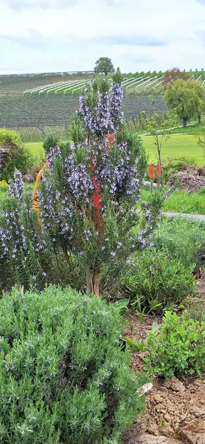 Foto: Monika Breusch