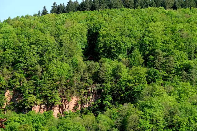 In dem dunklen Teil des Waldes befindet sich die Rotsnasenhütte. | Foto: Eduard Warenik