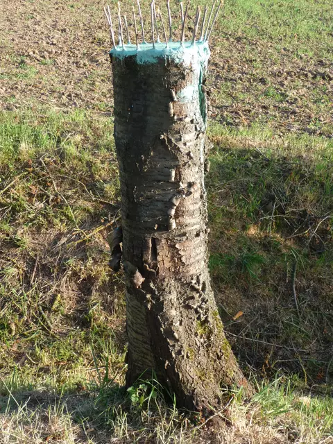Foto: Kopfveredelung in Kraichtal-Landshausen durch Klaus Rupp